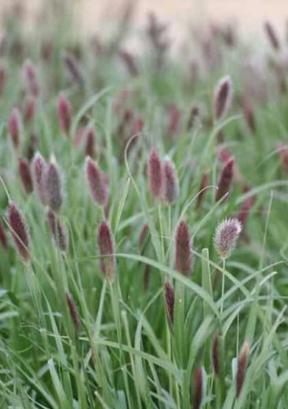 Pennisetum massaicum Red Bunny Tails